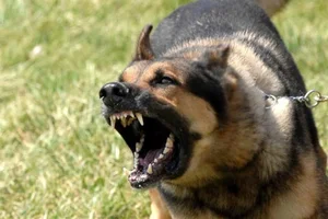 Top 8 Most Dangerous Animals You Should Never Encounter - image 2