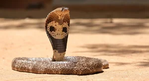 Top 8 Most Dangerous Animals You Should Never Encounter - image 9