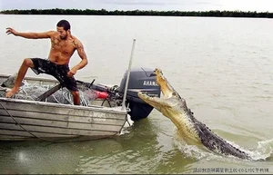 Top 8 Most Dangerous Animals You Should Never Encounter - image 5