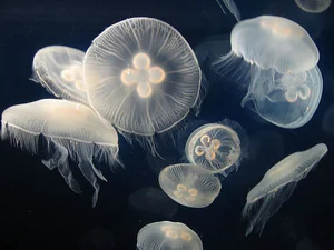 Top 8 Most Dangerous Animals You Should Never Encounter - image 12