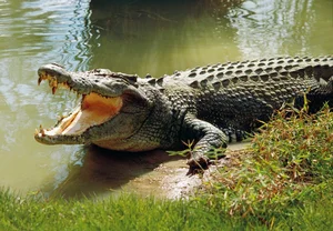 Top 8 Most Dangerous Animals You Should Never Encounter - image 14