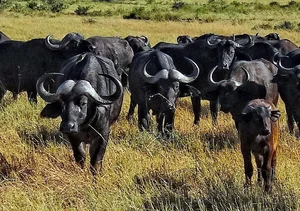 Top 8 Most Dangerous Animals You Should Never Encounter - image 6