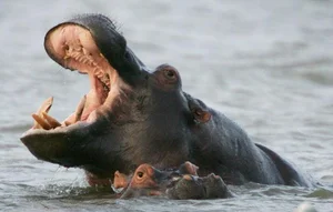 Top 8 Most Dangerous Animals You Should Never Encounter - image 0