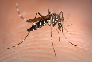 Top 8 Most Dangerous Animals You Should Never Encounter - image 4