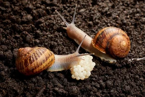 Top 8 Most Dangerous Animals You Should Never Encounter - image 8
