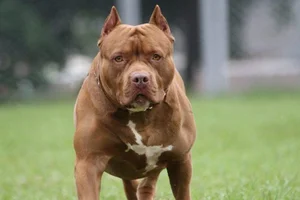 Top 8 Most Dangerous Animals You Should Never Encounter - image 7