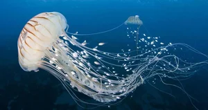 Top 8 Most Dangerous Animals You Should Never Encounter - image 11
