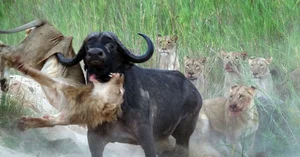 Top 8 Most Dangerous Animals You Should Never Encounter - image 3
