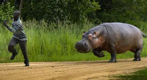 Top 8 Most Dangerous Animals You Should Never Encounter - image 13