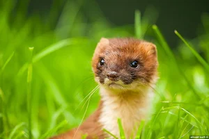 Nature's Master Strategists: Unique and Sophisticated Survival Tactics in the Animal Kingdom - image 5