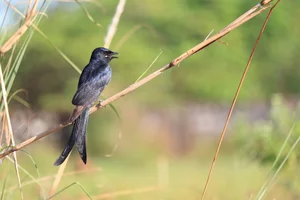 Nature's Master Strategists: Unique and Sophisticated Survival Tactics in the Animal Kingdom - image 1