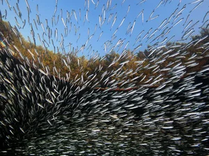 Nature's Master Strategists: Unique and Sophisticated Survival Tactics in the Animal Kingdom - image 0