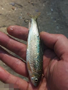 The Rare Mountain Fish That Sells for Half a Million per Kilo - image 1