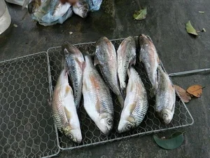 The Rare Mountain Fish That Sells for Half a Million per Kilo - image 6