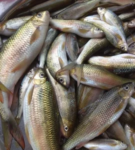 The Rare Mountain Fish That Sells for Half a Million per Kilo - image 5
