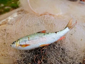 The Rare Mountain Fish That Sells for Half a Million per Kilo - image 0