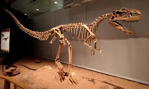 Unveiling the Bizarre Crested Carnivorous Dinosaur Discovered in China - image 6
