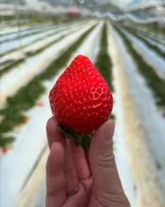 The $20 Strawberry Craze: Are These Luxury Fruits Really Worth the Hype? - image 0