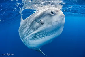 Fishermen Capture Massive 1,000kg Giant Fish in Rare Deep Sea Encounter - image 5