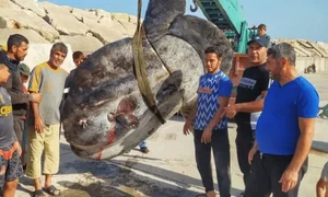 Fishermen Capture Massive 1,000kg Giant Fish in Rare Deep Sea Encounter - image 0