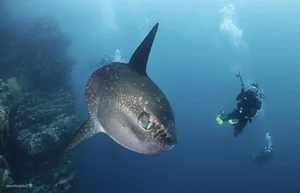 Fishermen Capture Massive 1,000kg Giant Fish in Rare Deep Sea Encounter - image 2