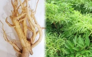 Rare Traditional Delicacies: The Rising Value of Tet Specialty Foods - image 9