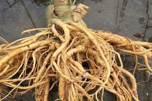 Rare Traditional Delicacies: The Rising Value of Tet Specialty Foods - image 6