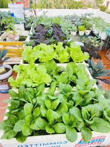 Transforming Urban Spaces: A Lush Rooftop Garden Sanctuary for Modern City Living - image 10
