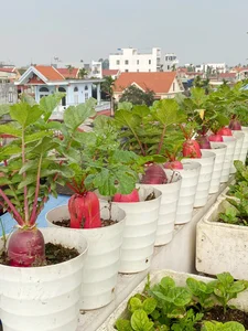 Transforming Urban Spaces: A Lush Rooftop Garden Sanctuary for Modern City Living - image 2