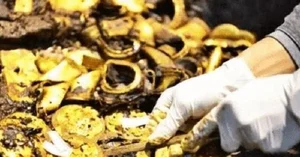 Cliffside Weeding Leads to Accidental Discovery of Ancient Gold Treasure - image 7