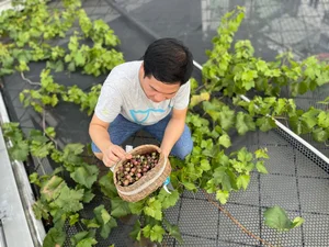 Inside Singer Trong Tan's Bountiful Rooftop Garden Oasis - image 2