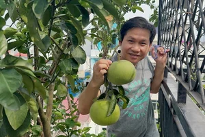Inside Singer Trong Tan's Bountiful Rooftop Garden Oasis - image 8