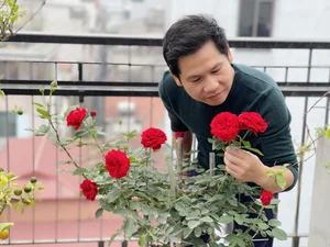 Inside Singer Trong Tan's Bountiful Rooftop Garden Oasis - image 6