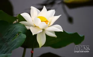 Nét văn hóa độc đáo của trà sen xứ Huế - image 6