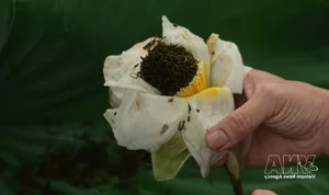 Nét văn hóa độc đáo của trà sen xứ Huế - image 7