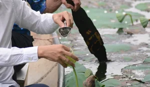 Nét văn hóa độc đáo của trà sen xứ Huế - image 4