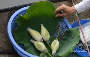 Nét văn hóa độc đáo của trà sen xứ Huế - image 0