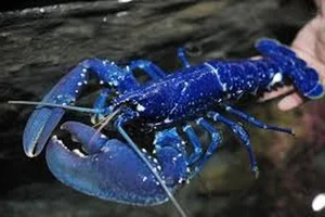 Nature’s Rarest Wonders: 3 Animals with Stunning Blue Coloration - image 7