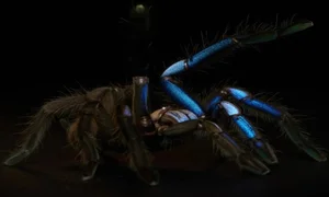 Nature’s Rarest Wonders: 3 Animals with Stunning Blue Coloration - image 6