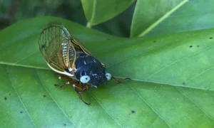 Nature’s Rarest Wonders: 3 Animals with Stunning Blue Coloration - image 1