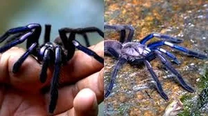 Nature’s Rarest Wonders: 3 Animals with Stunning Blue Coloration - image 3