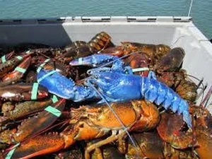 Nature’s Rarest Wonders: 3 Animals with Stunning Blue Coloration - image 2