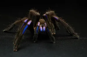 Nature’s Rarest Wonders: 3 Animals with Stunning Blue Coloration - image 4