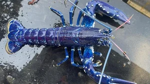 Nature’s Rarest Wonders: 3 Animals with Stunning Blue Coloration - image 0