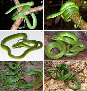 Discovery of the 'Truong Son Green Snake': A Stunning New Arboreal Species - image 2