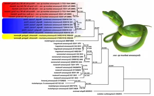 Discovery of the 'Truong Son Green Snake': A Stunning New Arboreal Species - image 0