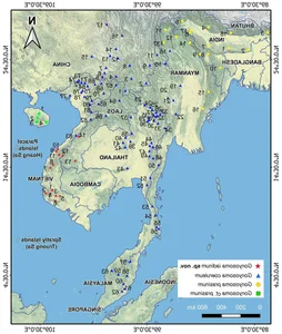 Discovery of the 'Truong Son Green Snake': A Stunning New Arboreal Species - image 3
