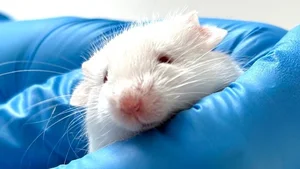 Scientific Breakthrough: Researchers Successfully Restore Frozen Mouse Brain Function - image 3