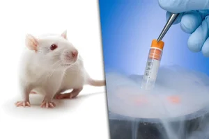 Scientific Breakthrough: Researchers Successfully Restore Frozen Mouse Brain Function - image 1