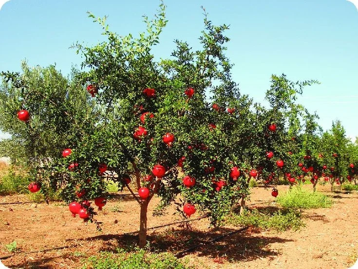 The Pomegranate: Decoding the Symbolism of the 'Fruit with a Hundred Pearl Seeds'